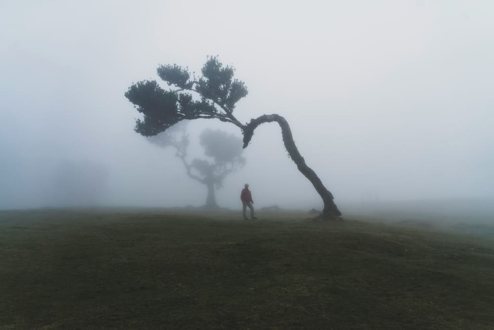 Лаурисильвовий ліс Фанал, Мадейра